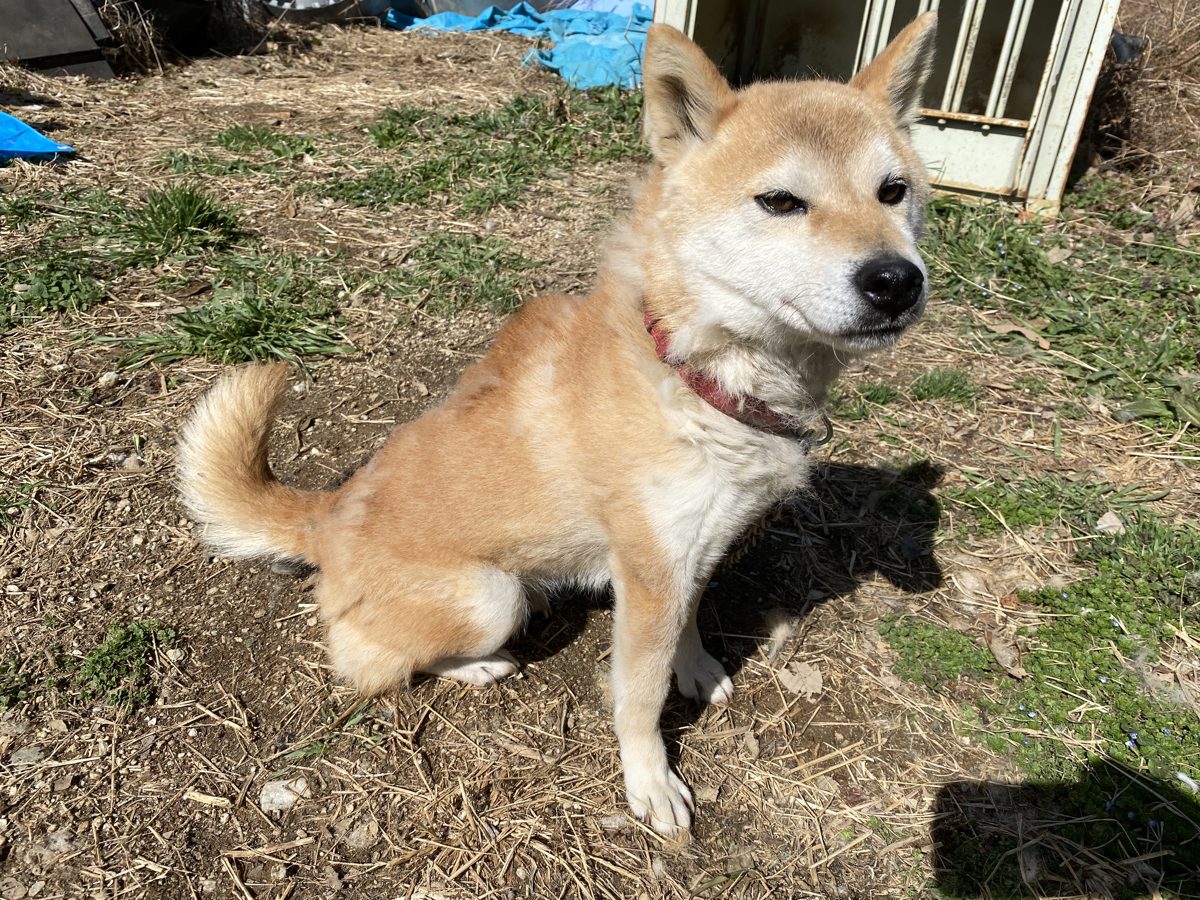 農場の番犬