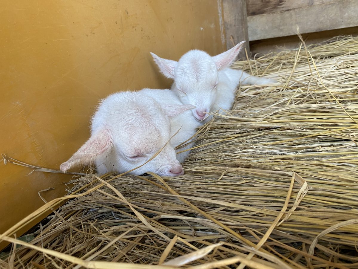 わらの上で眠る子ヤギ